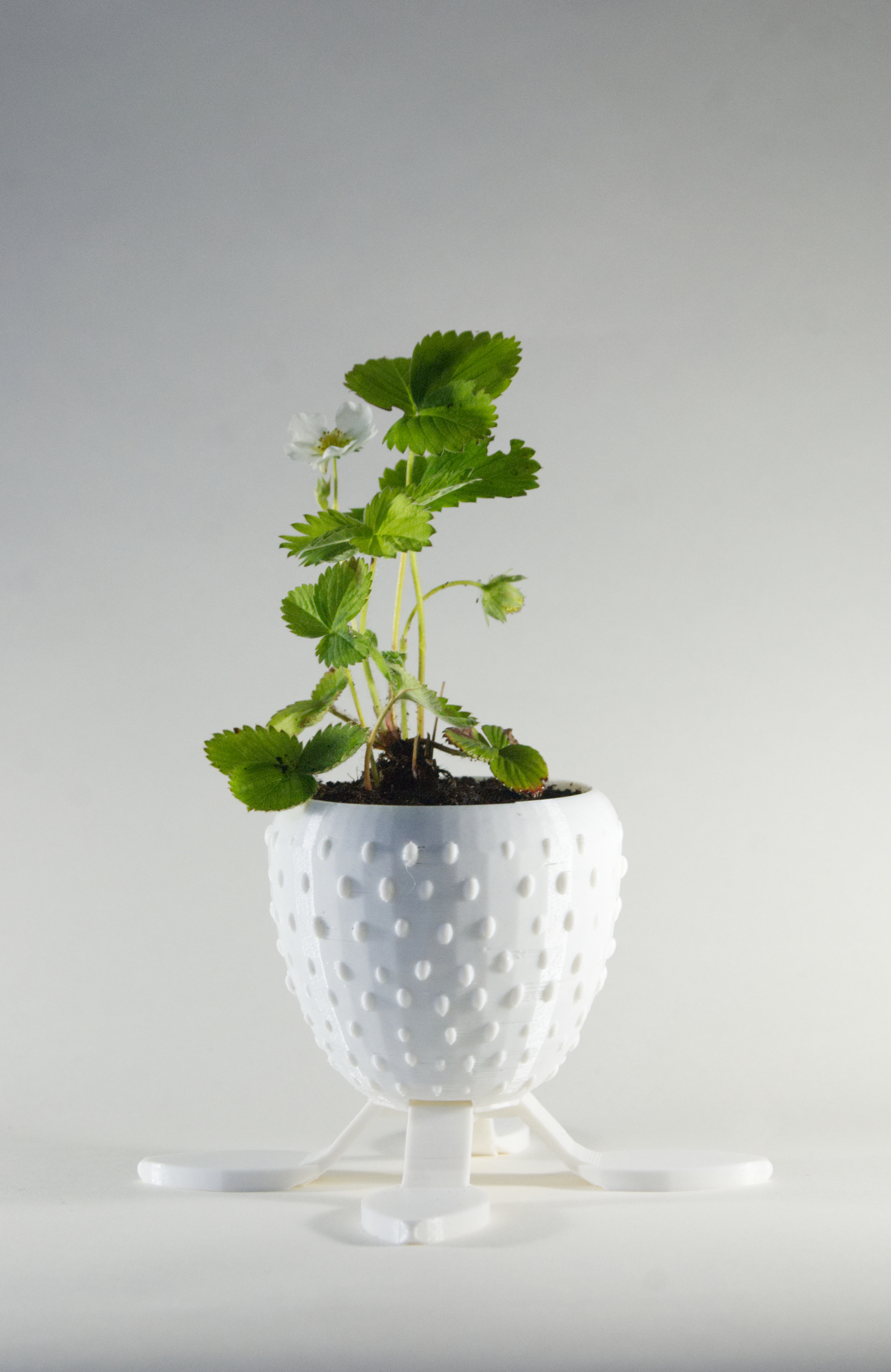 Strawberry Planter