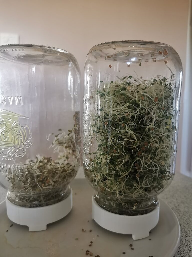 Sprouting Mason jar Lid 