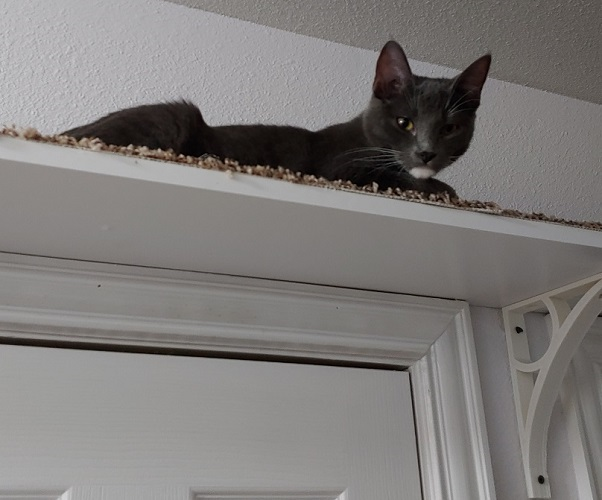 Cat Wall-Walkway bracket