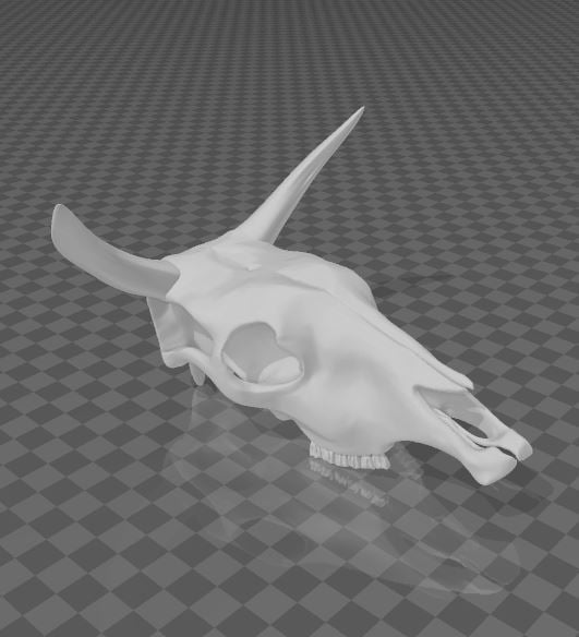craneo de vaca - (cow skull)