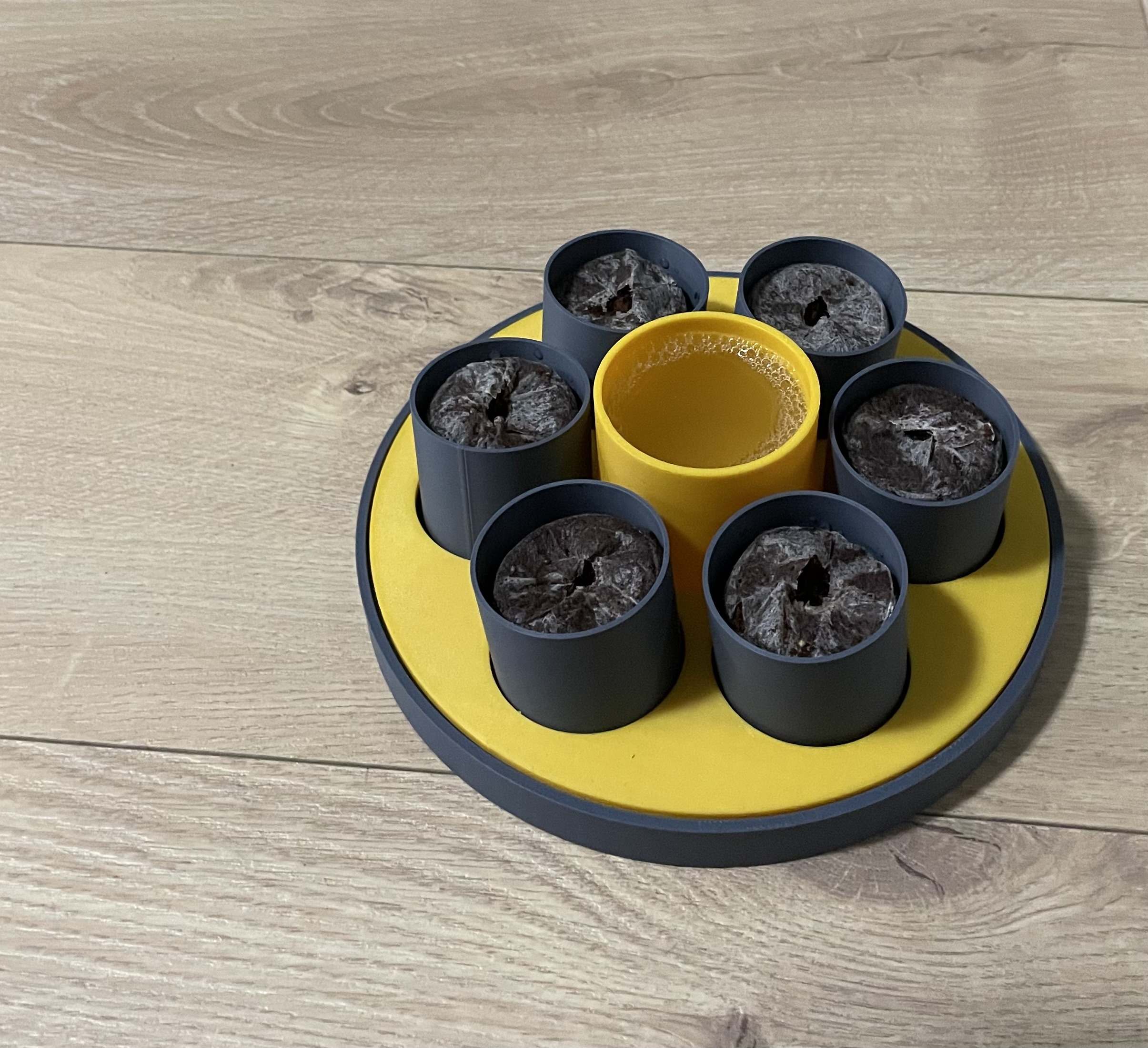 Seeding Sprouter with Fungus Gnat Trap