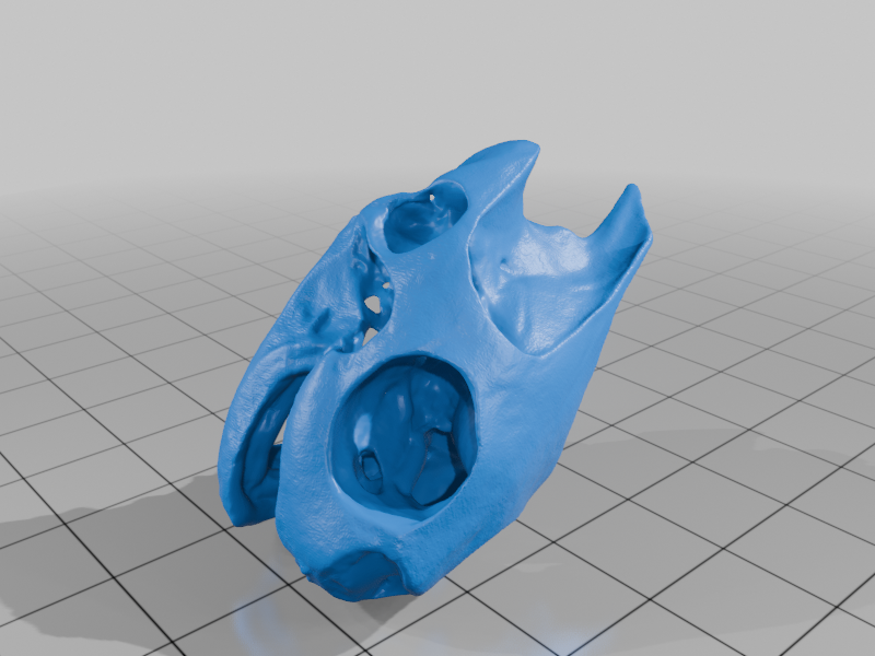 Turtle Skull