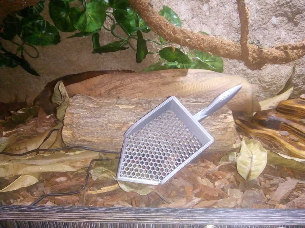 Reptile poop scoop, with angle to get into corners