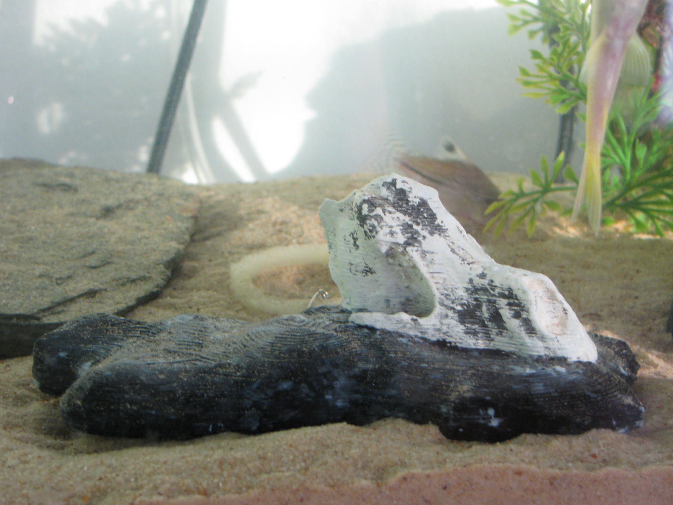 Wolf Skull Aquarium Ornament