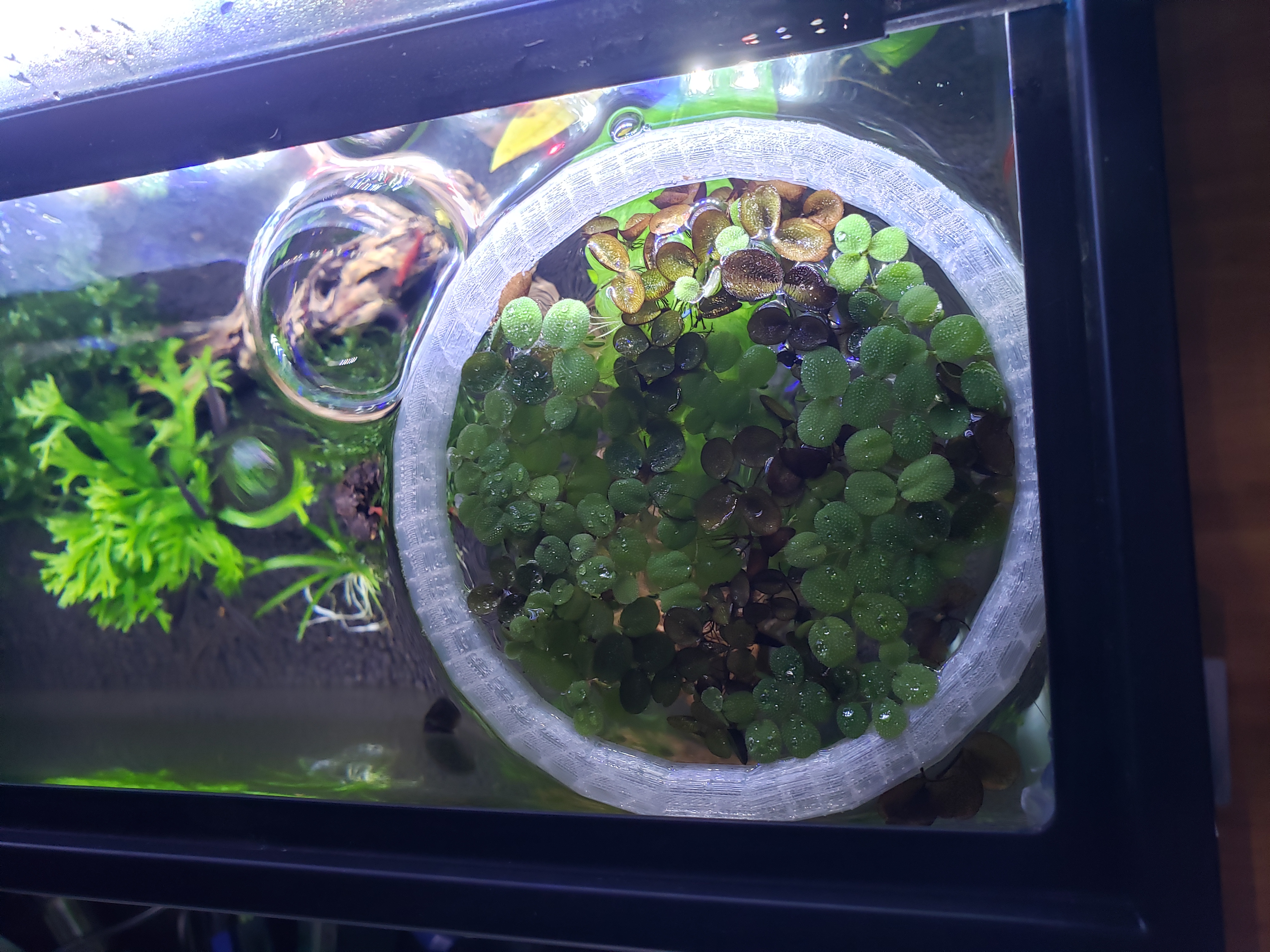 Aquarium Floating Plant Ring