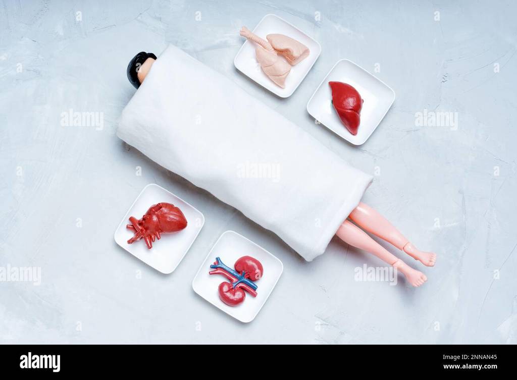Jeu educatif d'anatomie avec 4 organes et un poupée Homme Star Trek Online