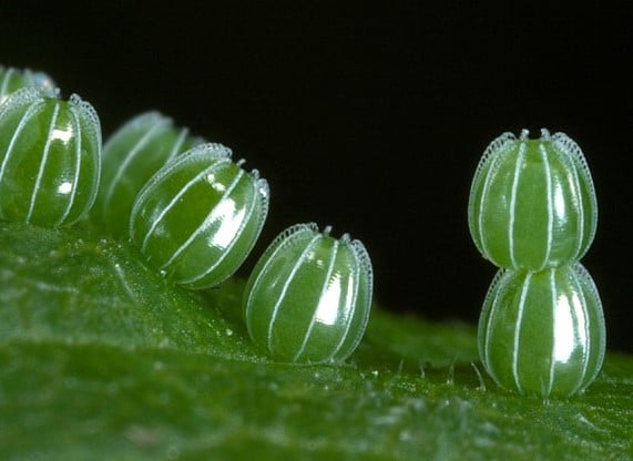 BUTTERFLY EGG VASE