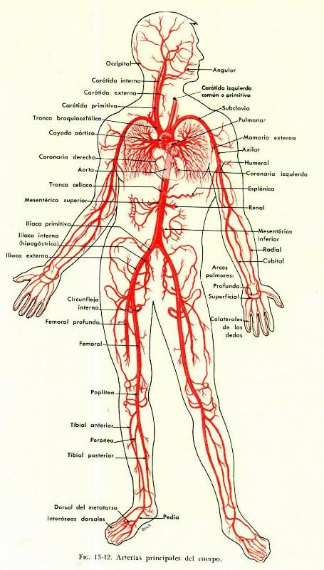 Circulatory System