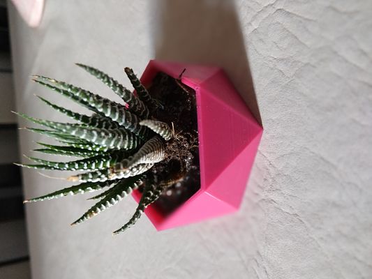 cat dish or planter/plato para gatos o maceta