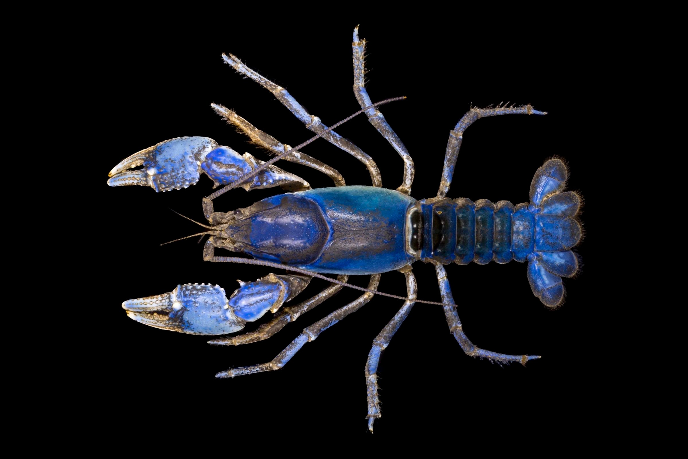 RoboticCrawdad