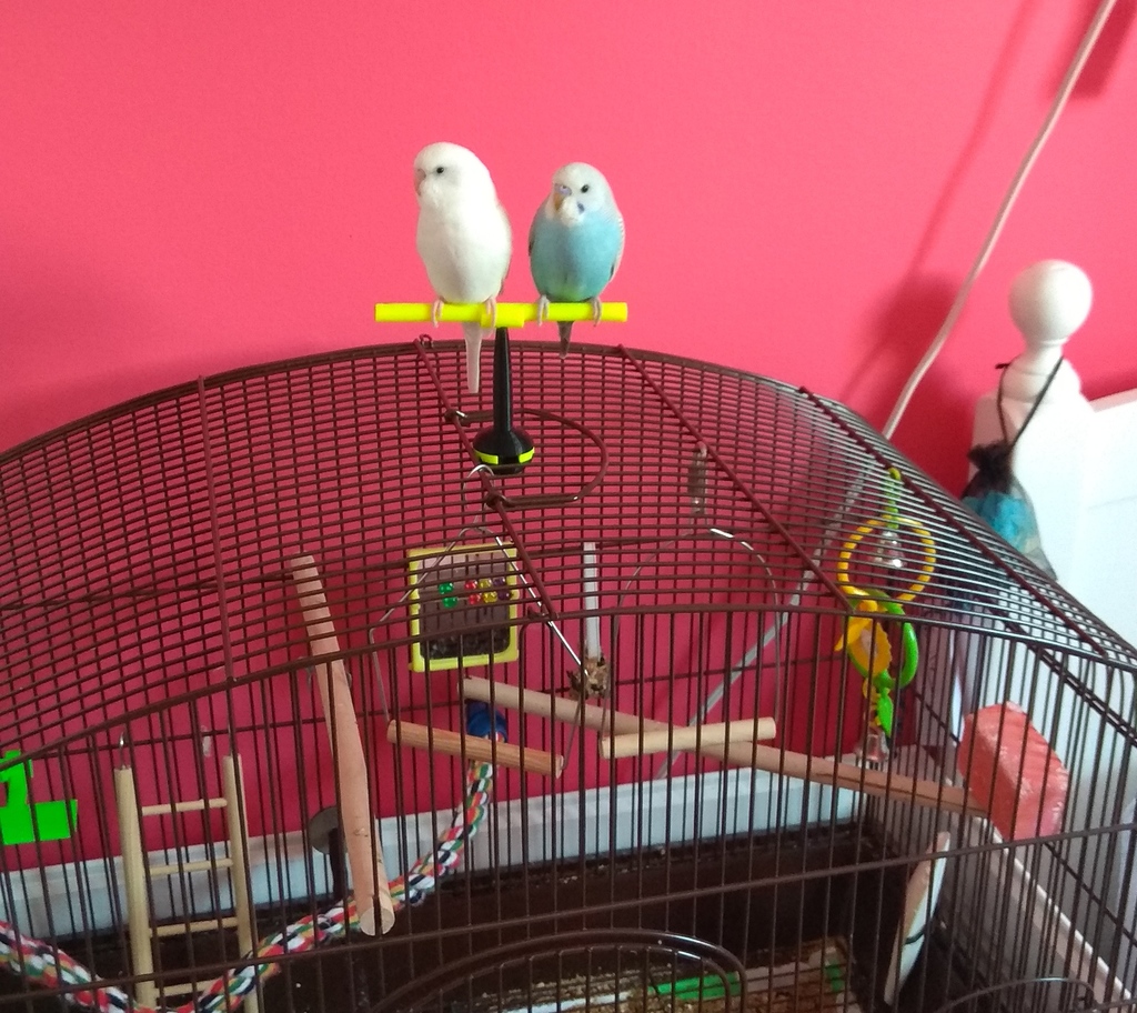 Cage Top Budgie Perch