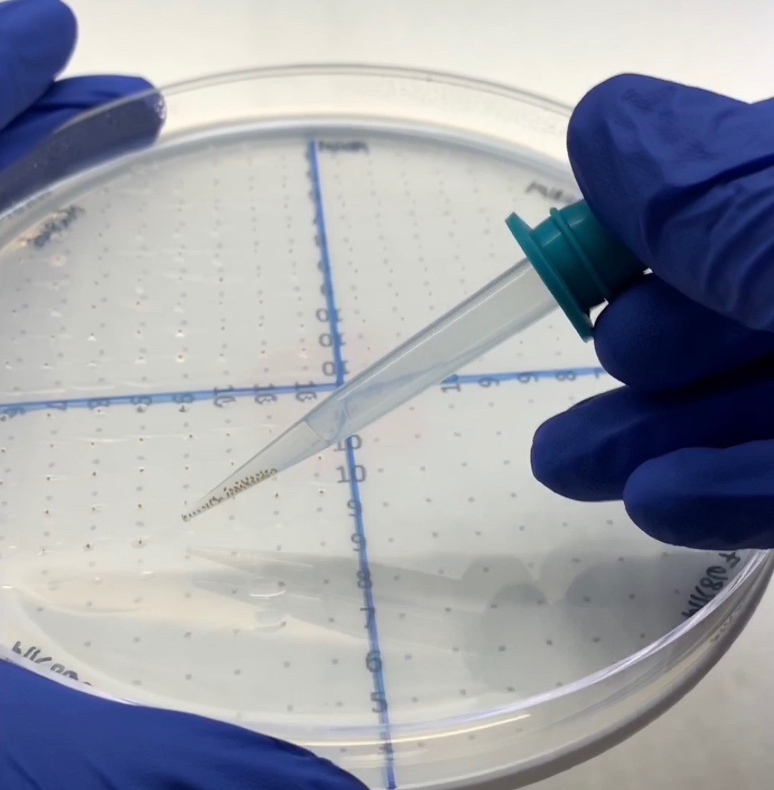 14cm Round and 12cm Square Petri Dish Stencils