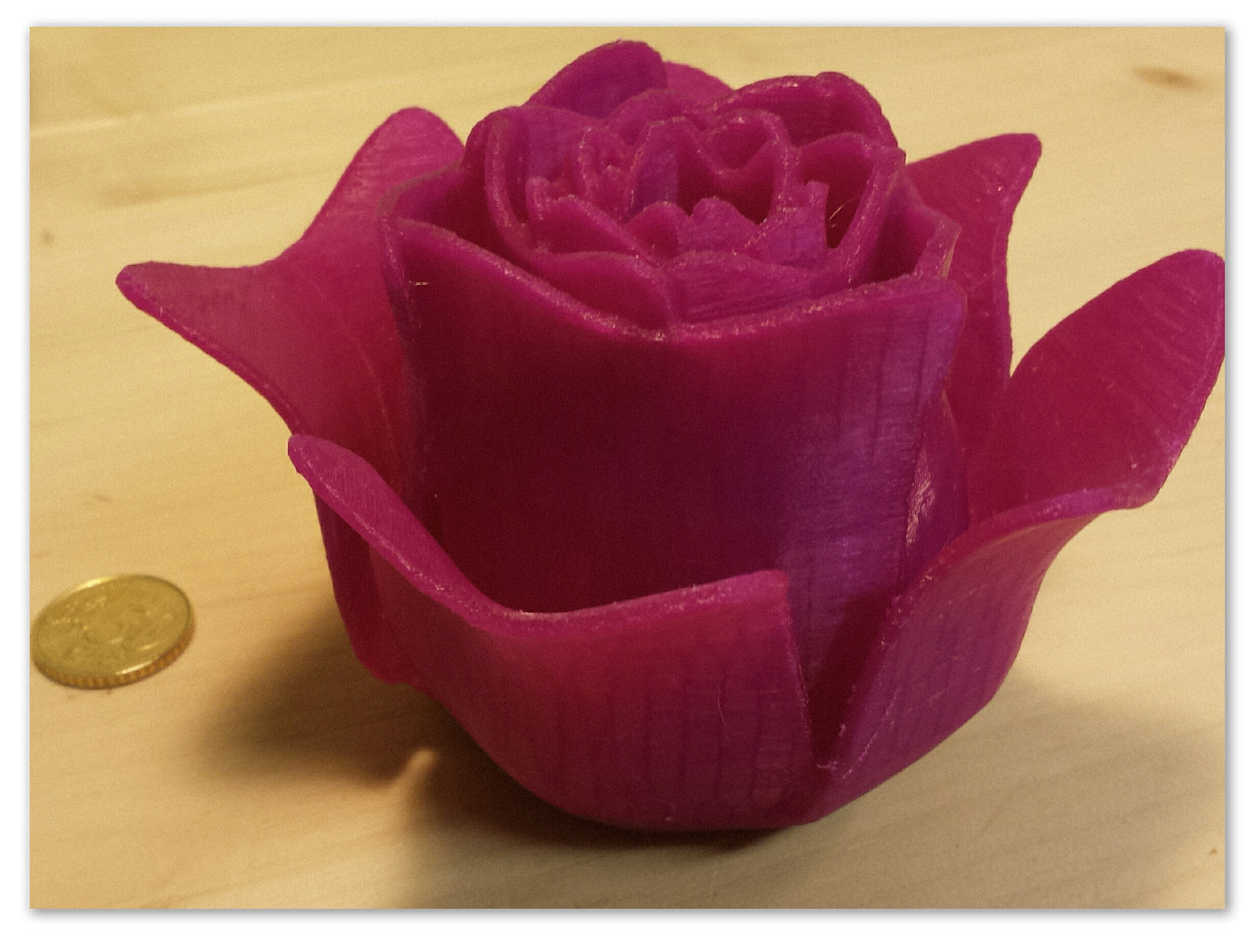 Open Rose
