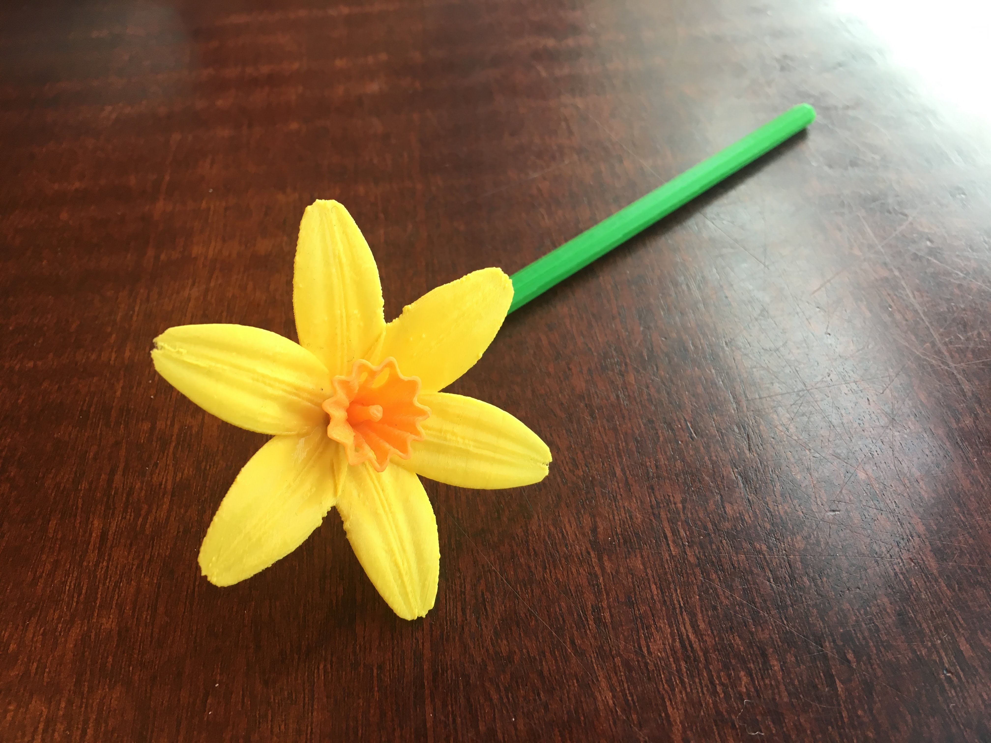 Spring Narcissi