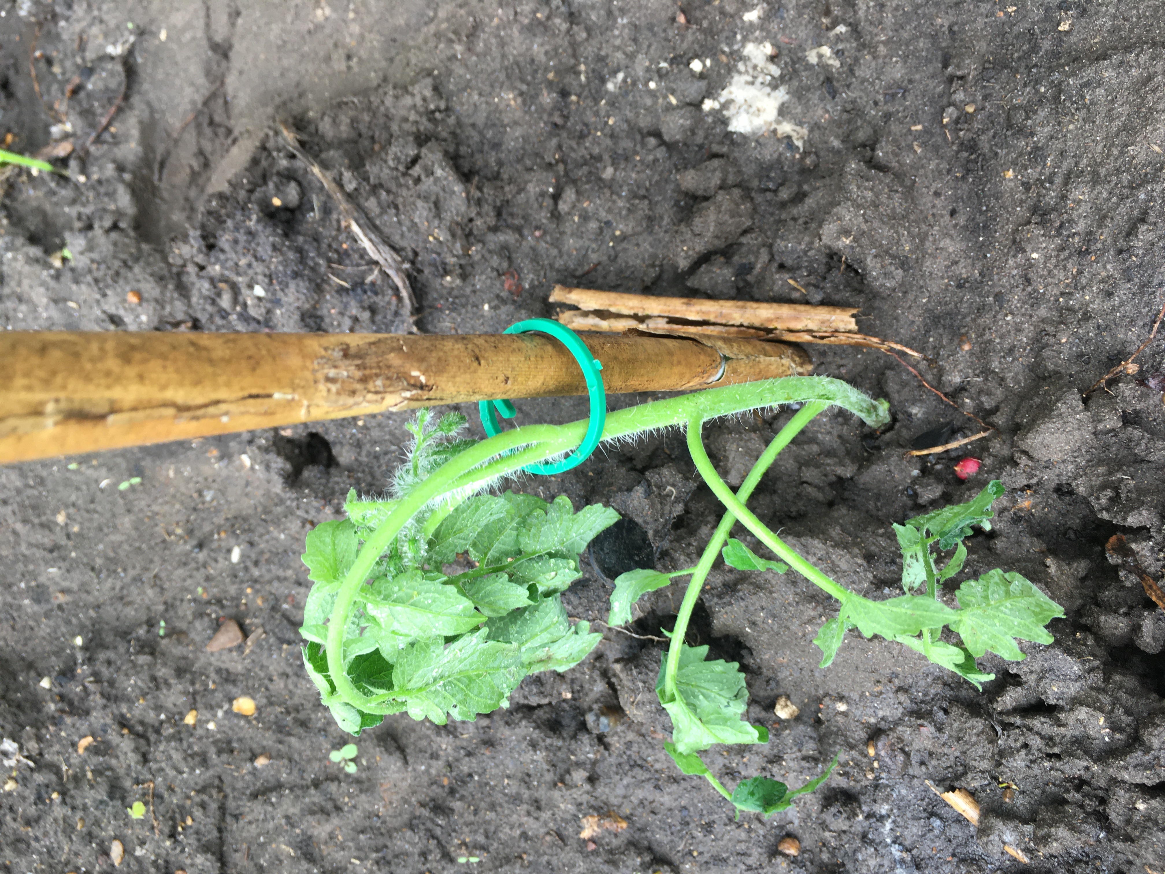 tomato /plant support clip for bamboo
