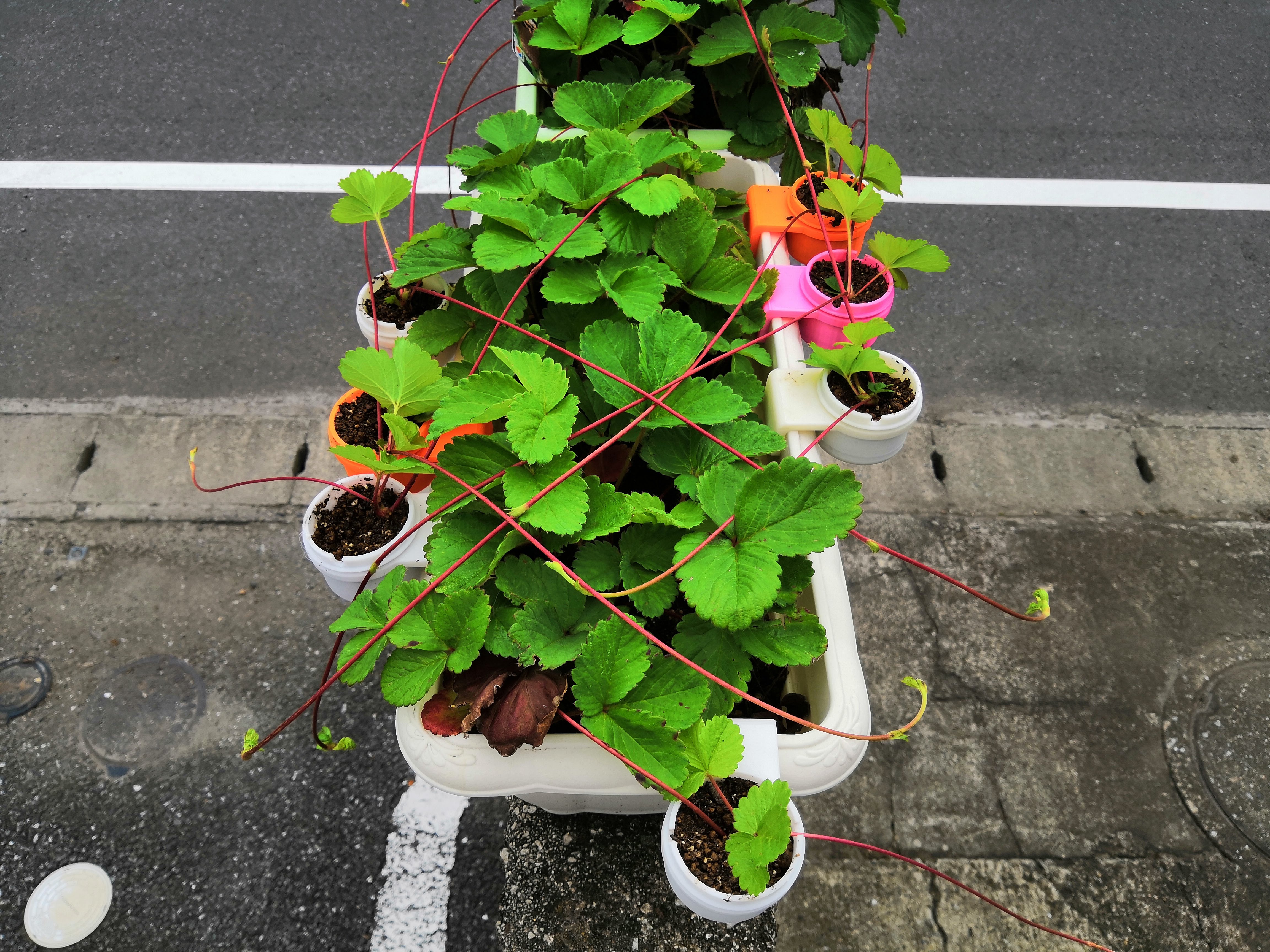 Strawberry pot