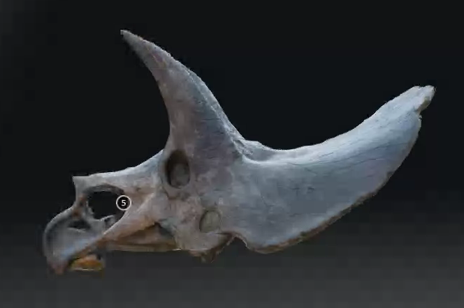 Triceratops Skull