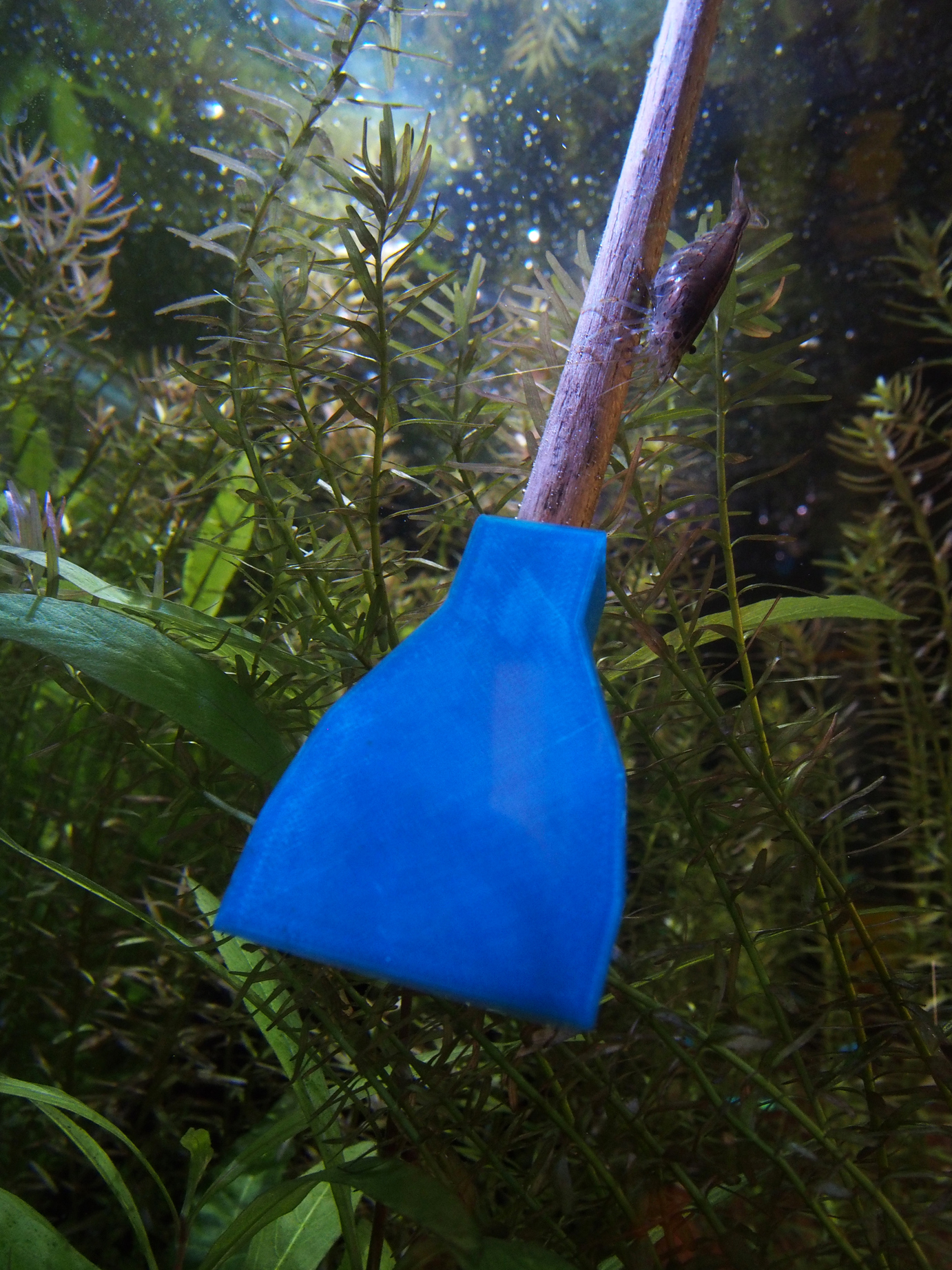 Algae Acquarium Scraper
