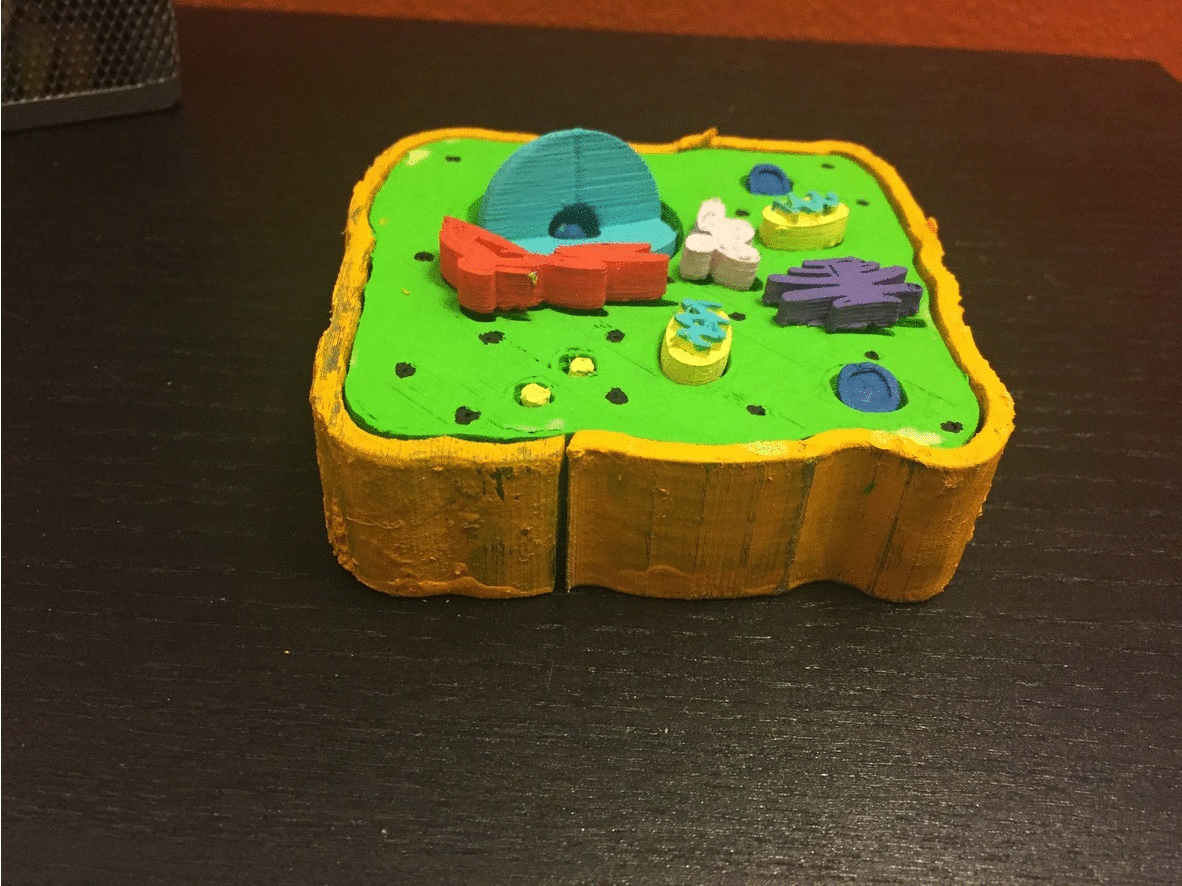Multi-Layer Interactive Animal Cell