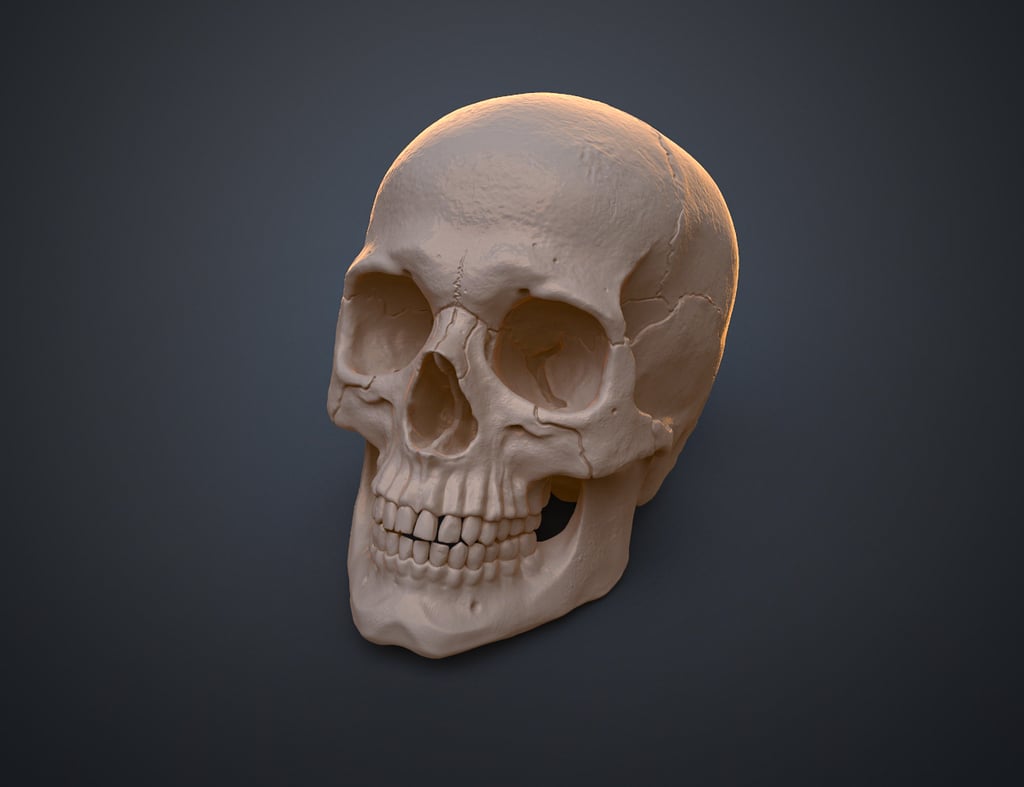 Cranio humano anatomicamente correto (Homo sapiens sapiens)