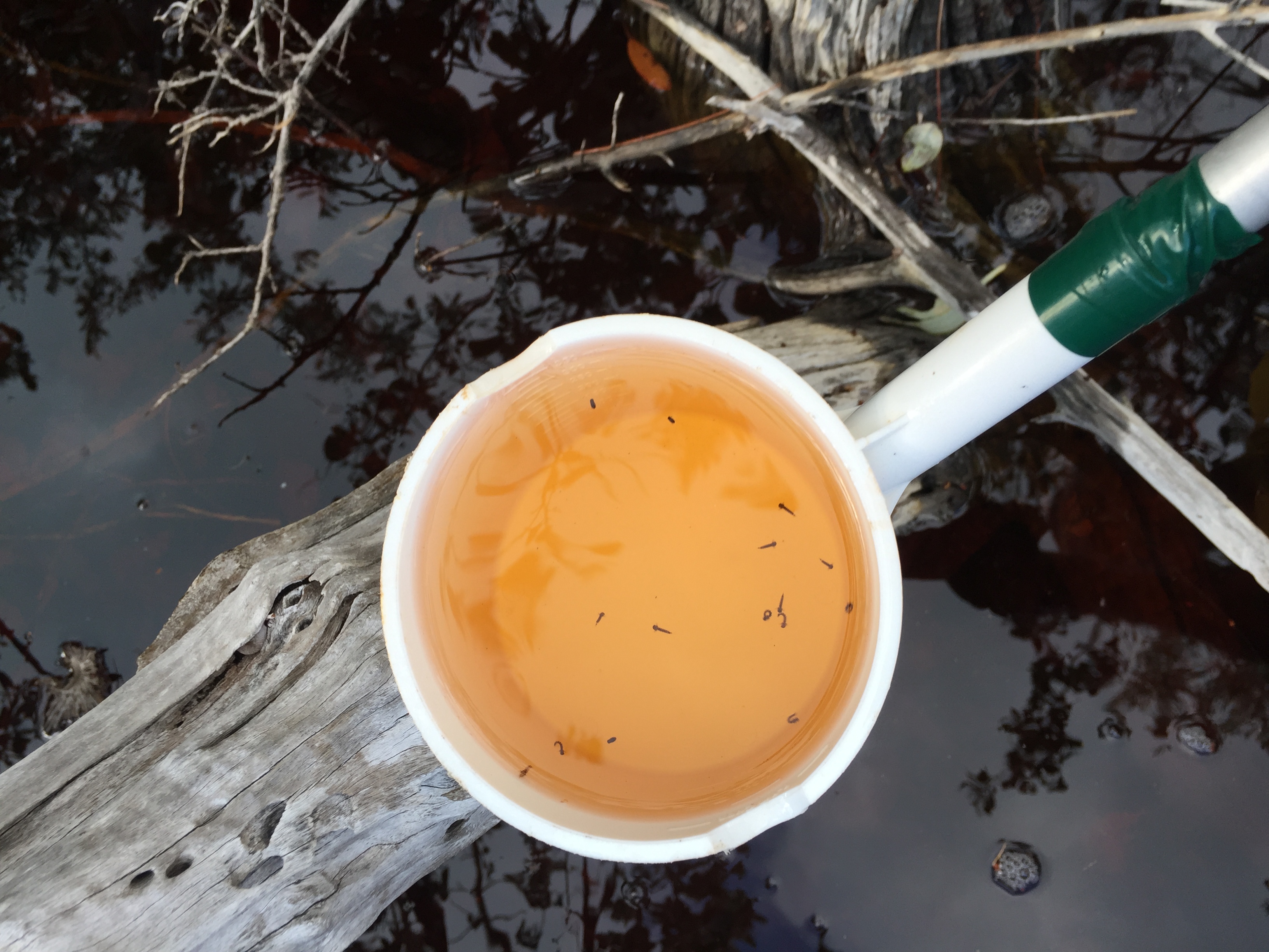 Mosquito Dipper