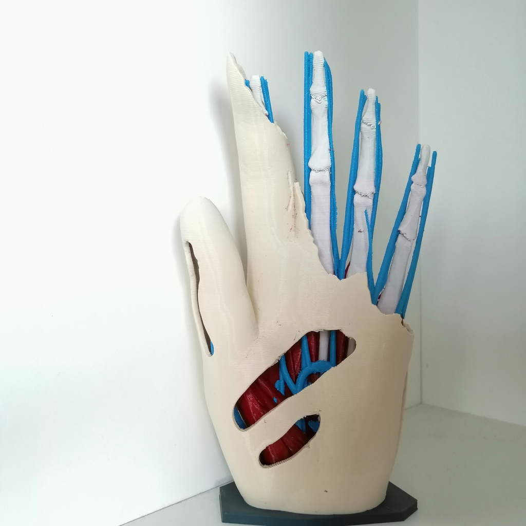 Anatomic Hand (multi material) - V2
