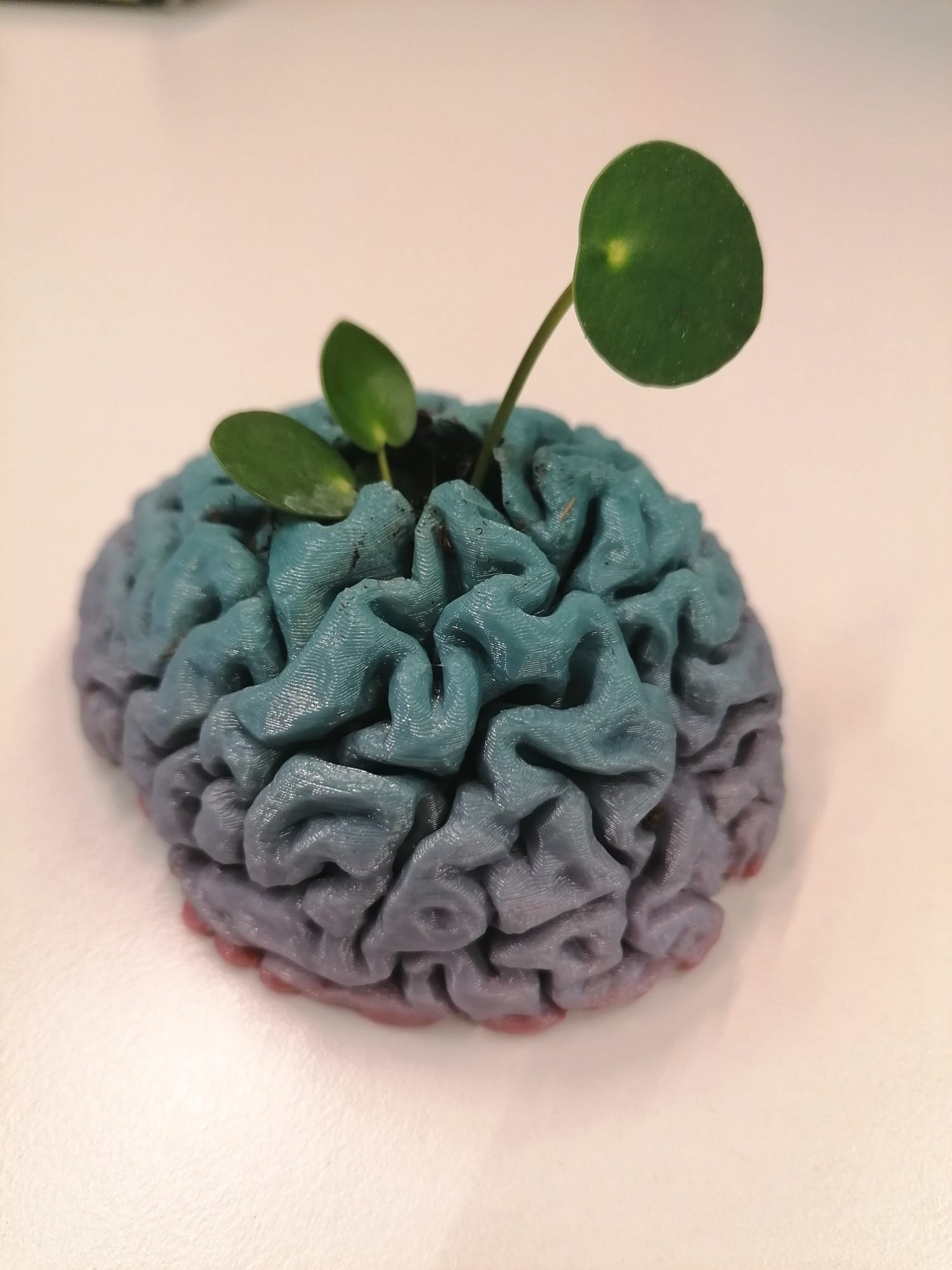 Cute little Brain planter