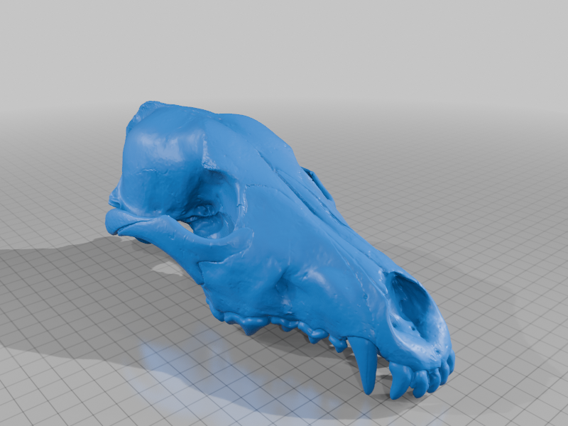 Grey Wolf Pup Skull