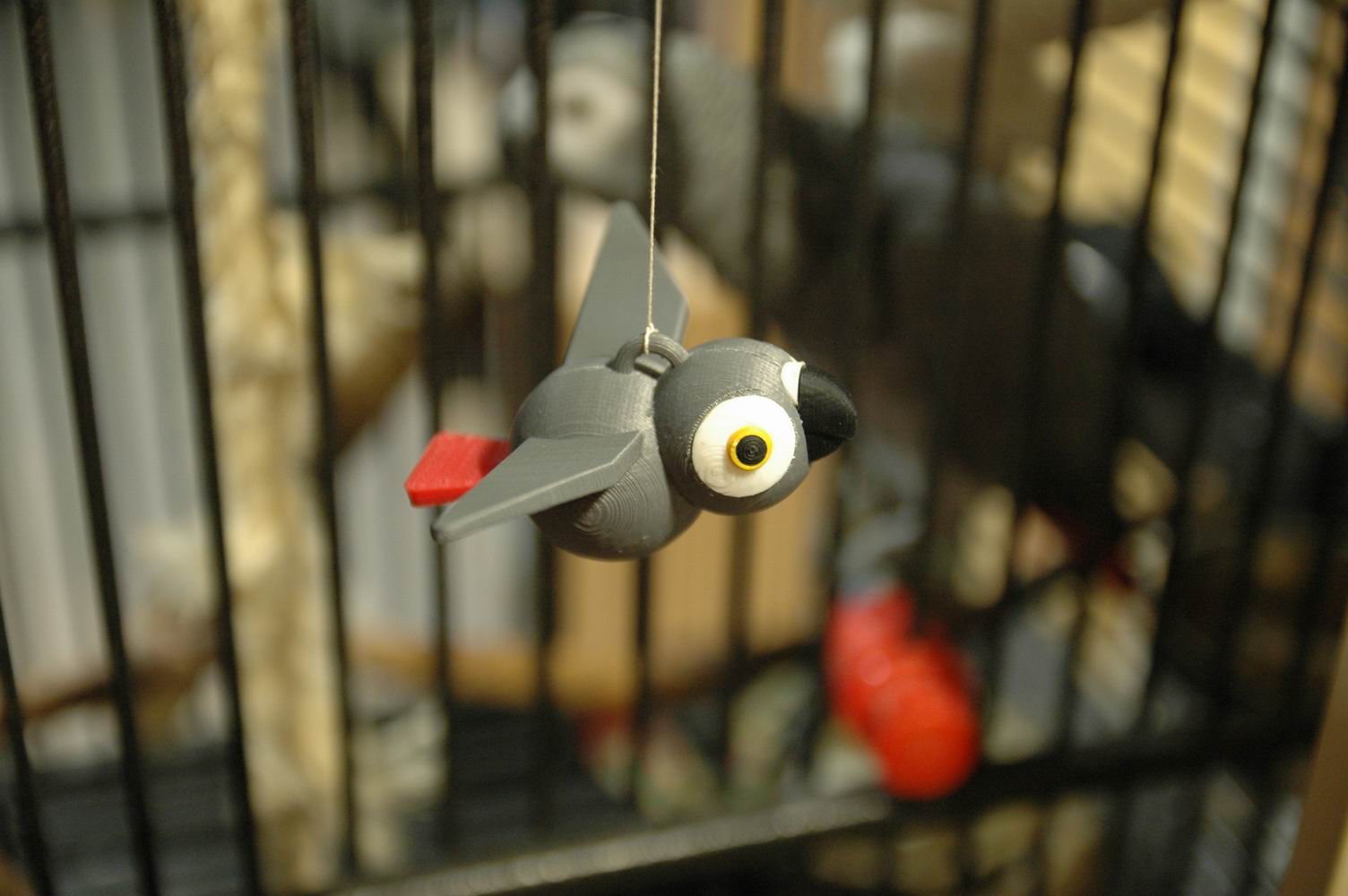 parrot African Grey