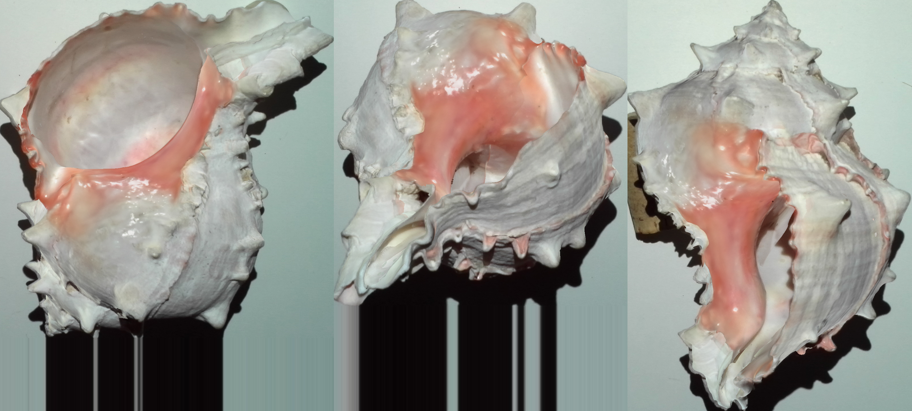 Sea Shell Scan
