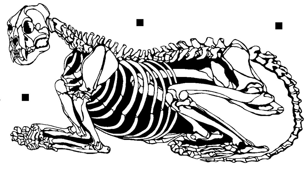 Tiger Skeleton 2 layer stencil