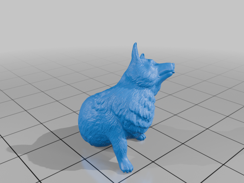 Corgi - scratching