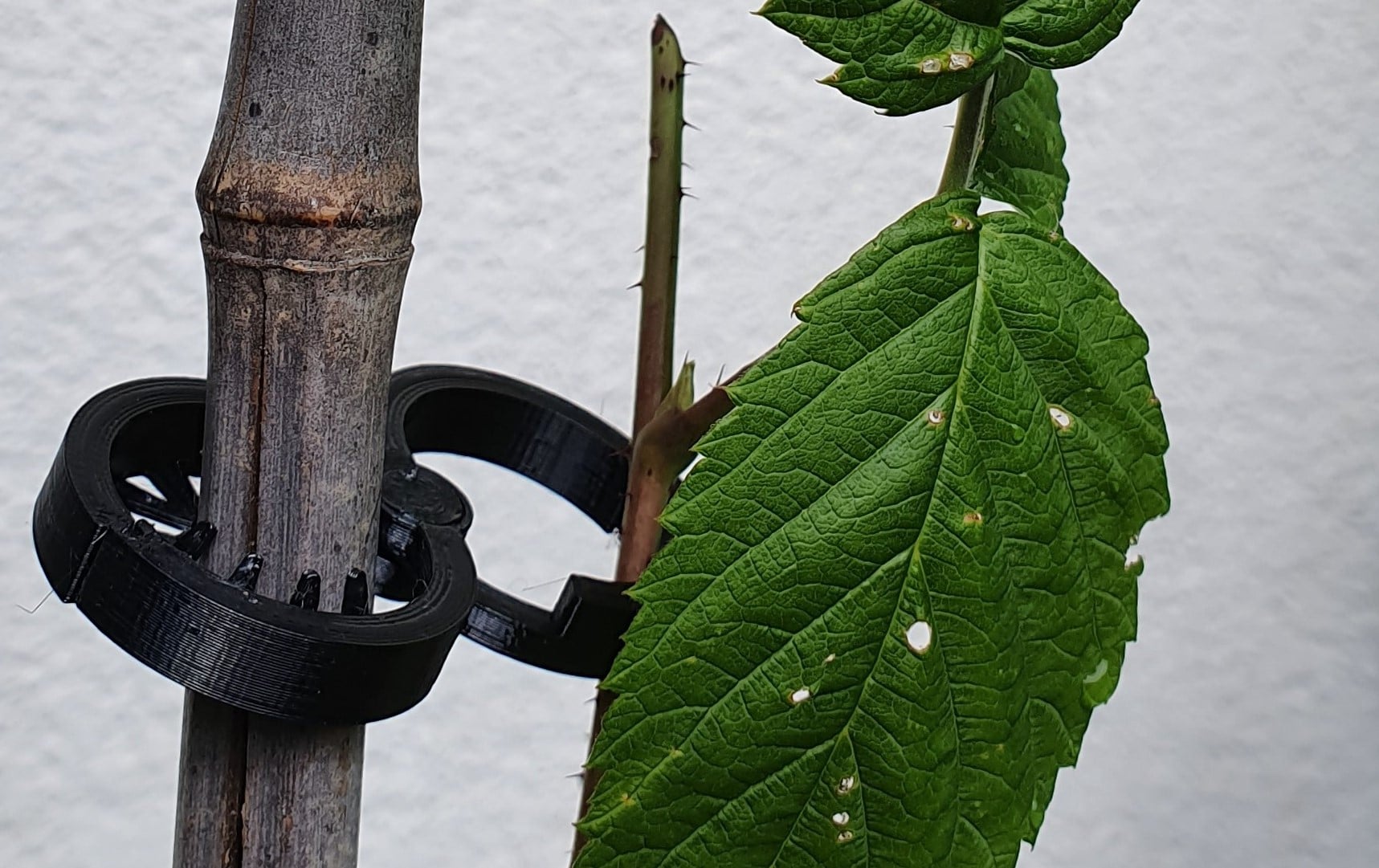 super awesome Plant Clip - with teeth and closeable