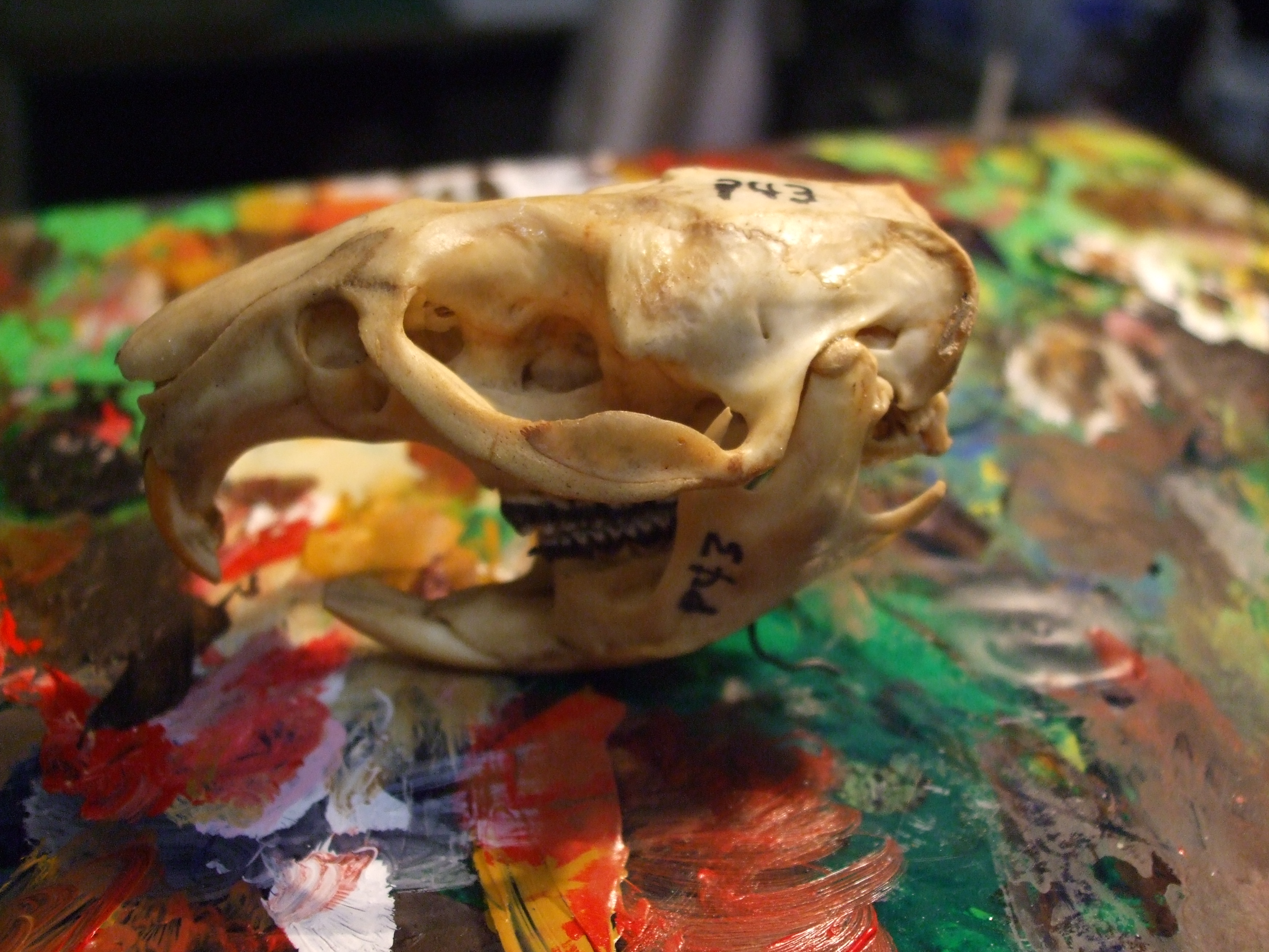 muskrat skull split
