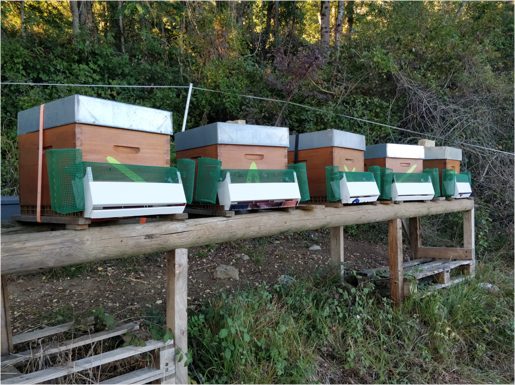 Hornet Muzzle Trap for Hives