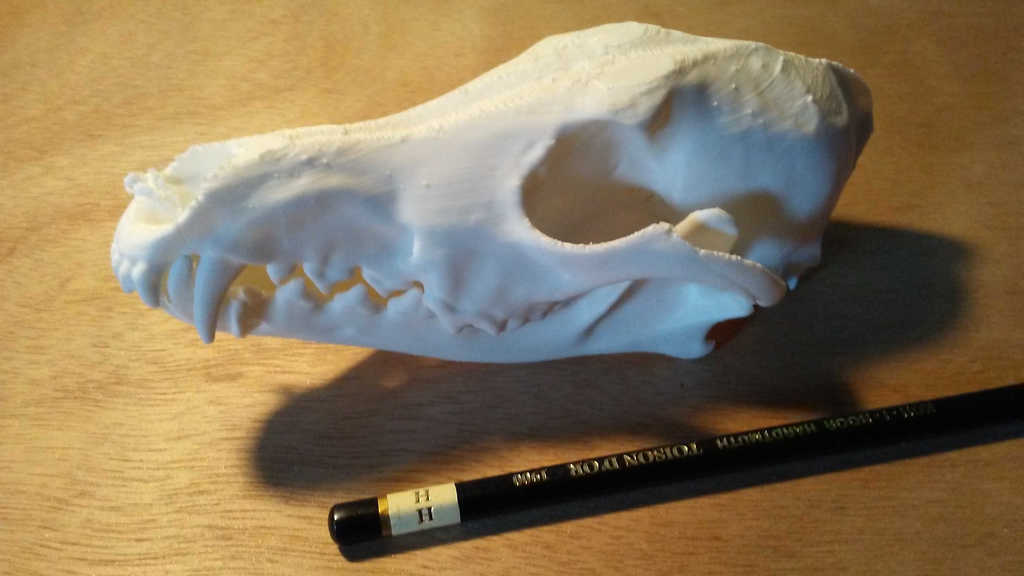 Coyote Skull with Detached Jaw
