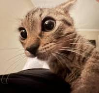 Cutiecat7