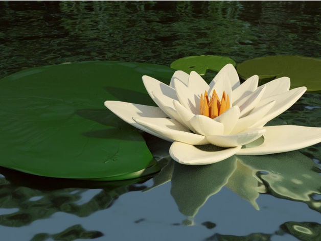 Lotus Flower Water Lily With Leaves