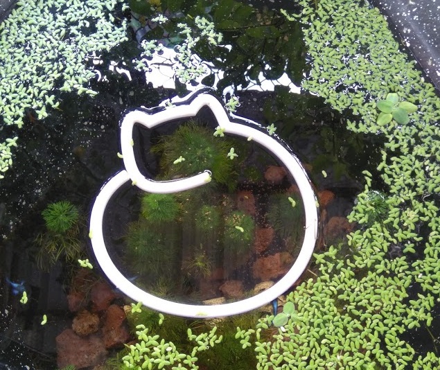 Aquarium feeding ring ver 2
