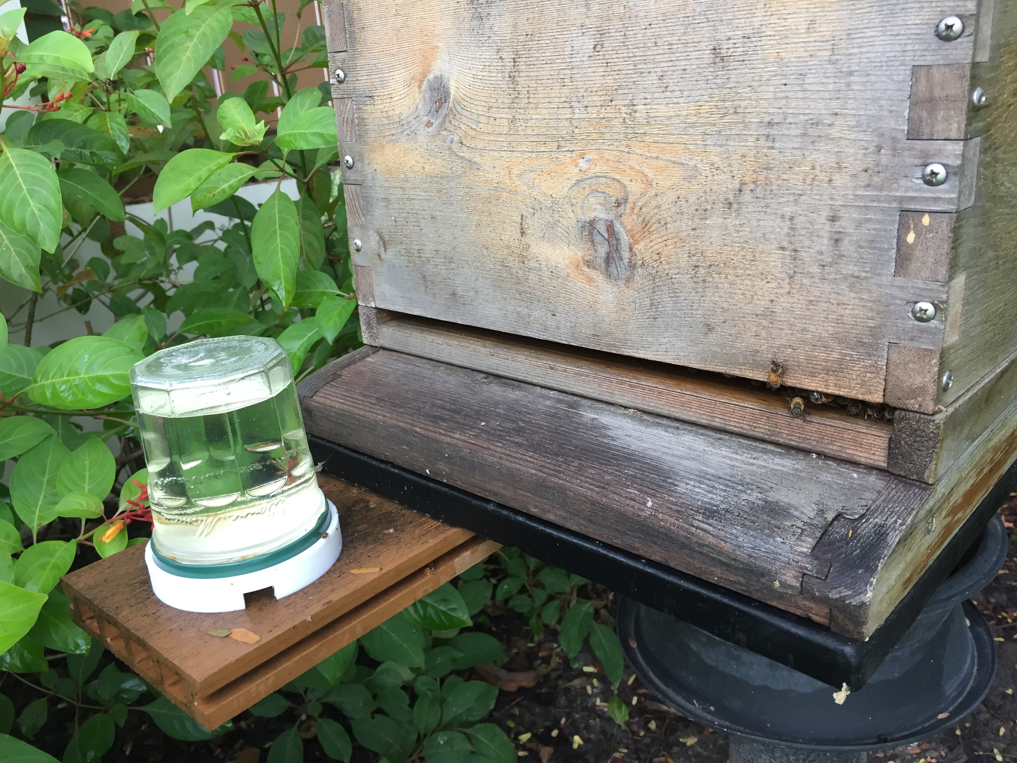 Bee-feeder-drinking ring