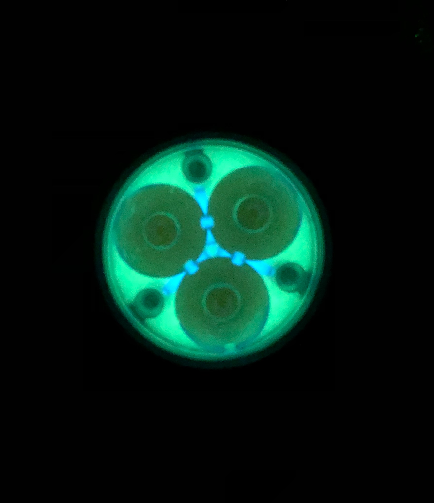Carclo 105xx Glow Gasket