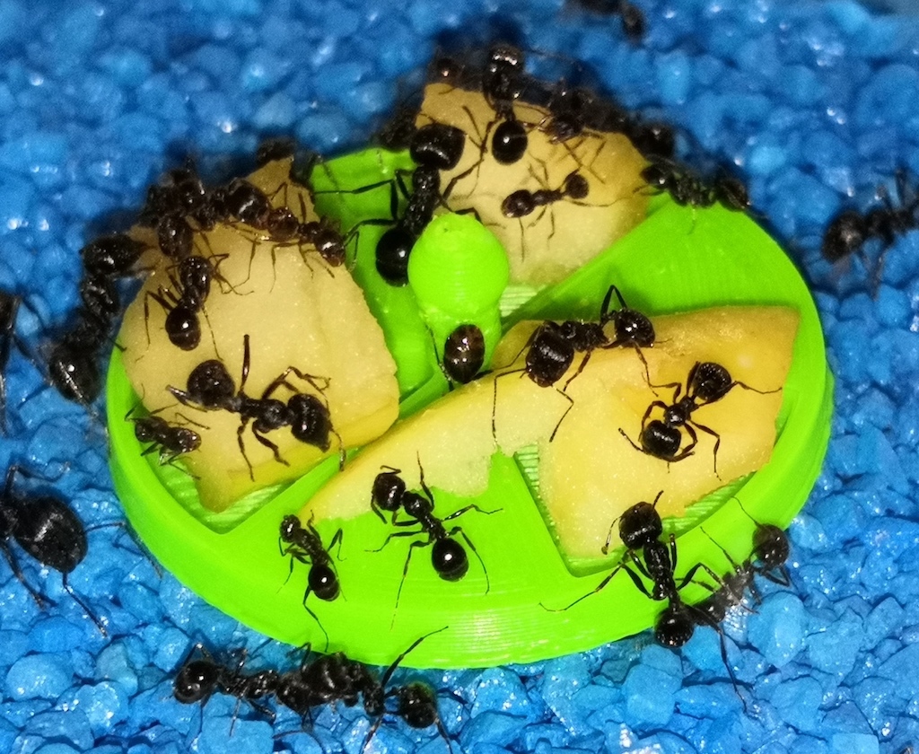 Ant feeder dish - radiation symbol
