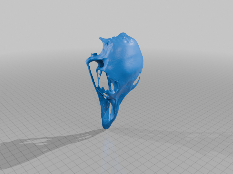 Emu Skull