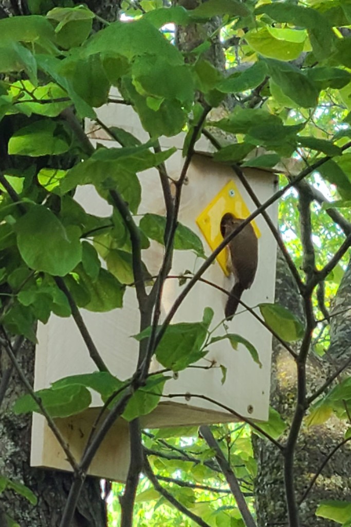 Birdhouse/nestbox entrance restrictor plates