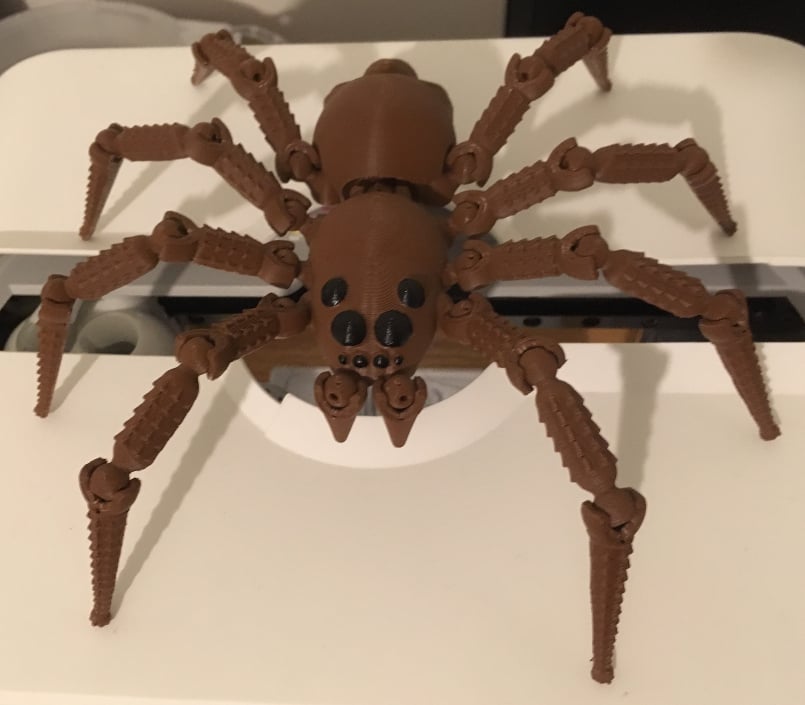 Wolf Spider