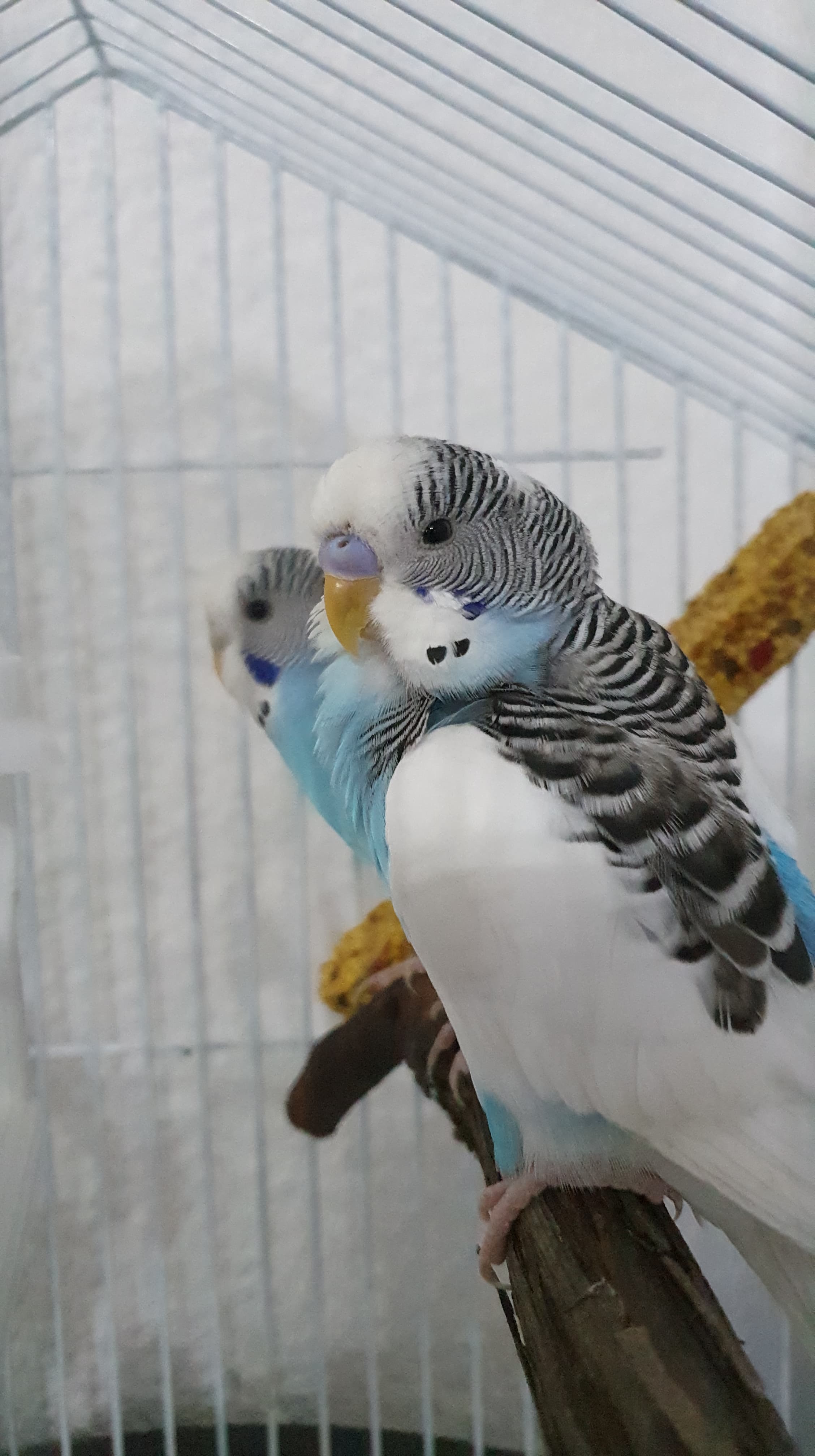 Birds swing