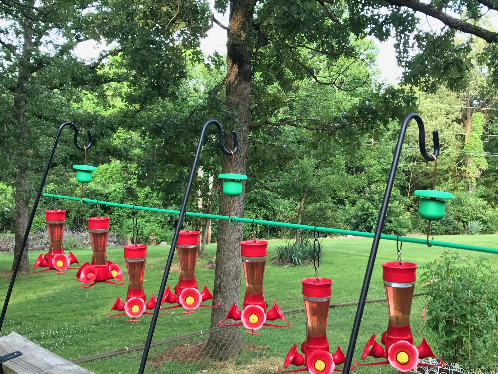 Covered Hummingbird Feeder Moat