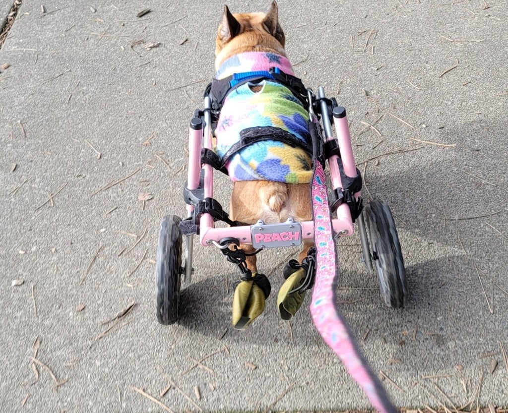 Dog wheelchair tag