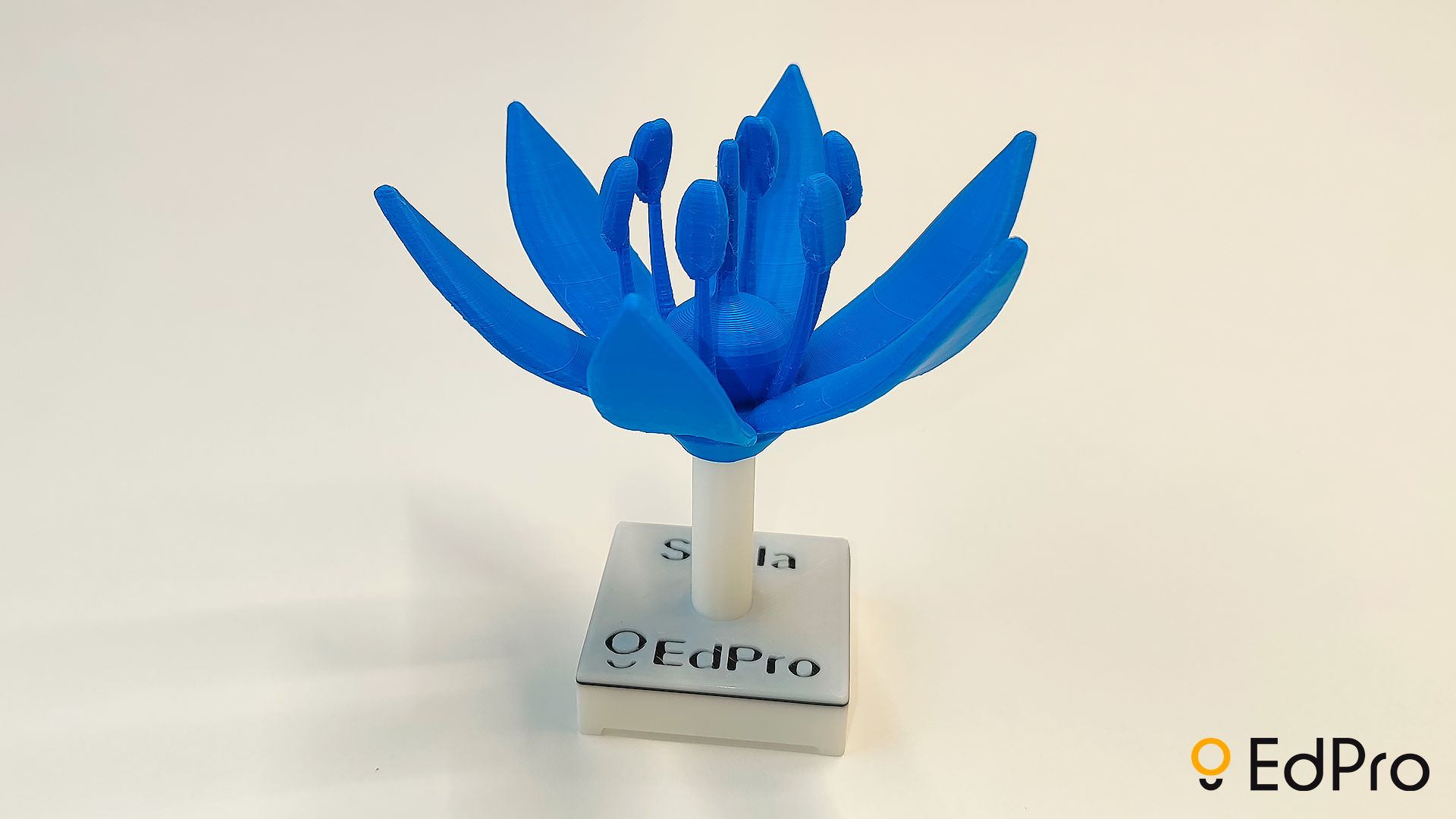 Scilla bifolia flower