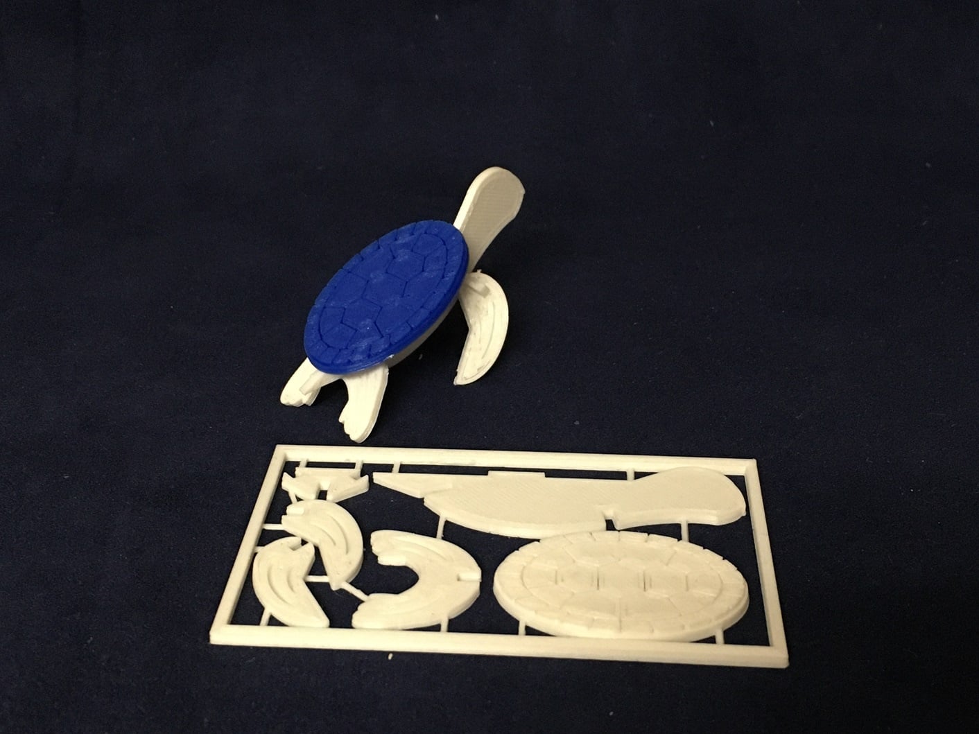 Sea Turtle Kit Card